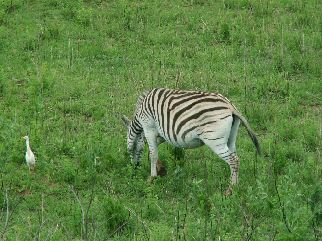 SWAZILAND - een zebra