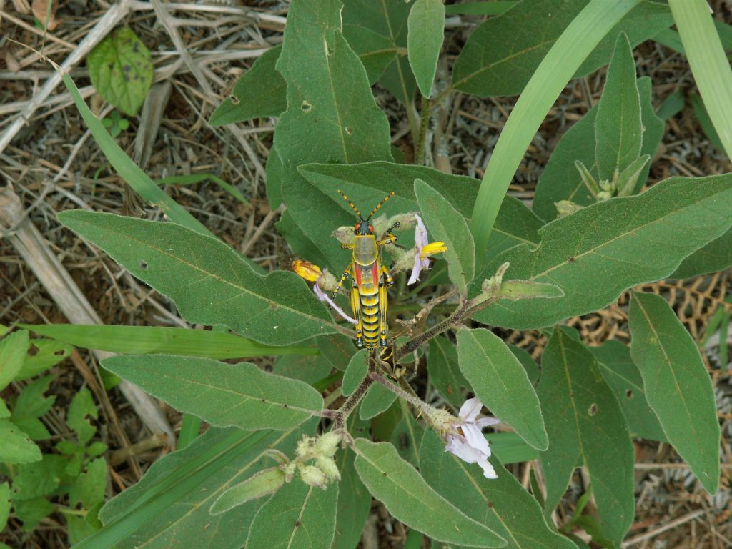 SWAZILAND - een insect