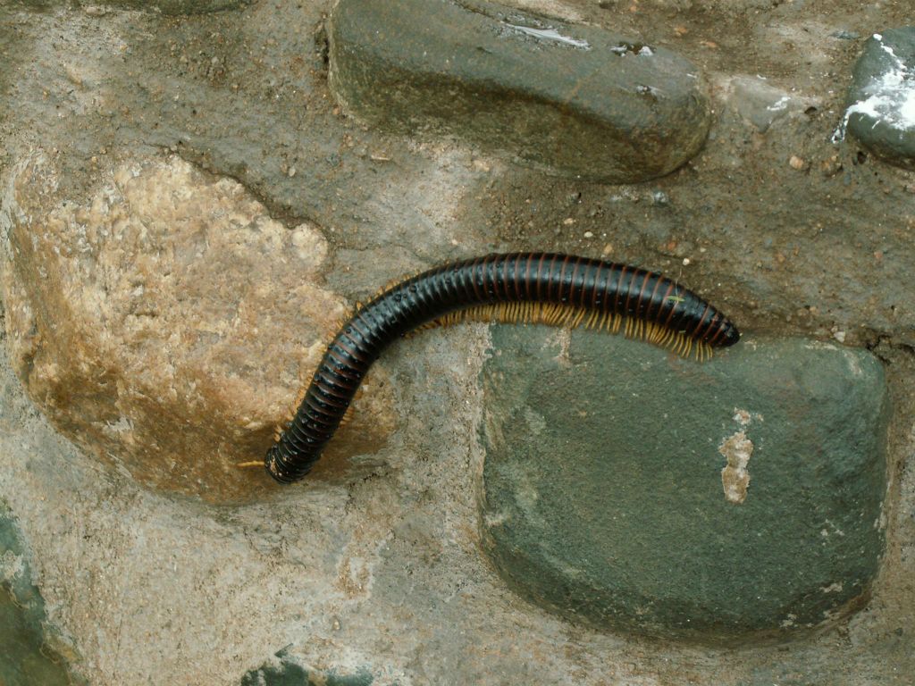 SWAZILAND - een duizendpoot