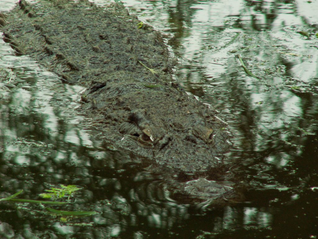 SWAZILAND - een krokodil