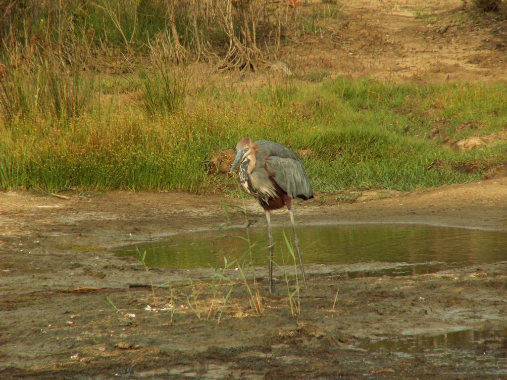 ST. LUCIA - een blauwe reiger