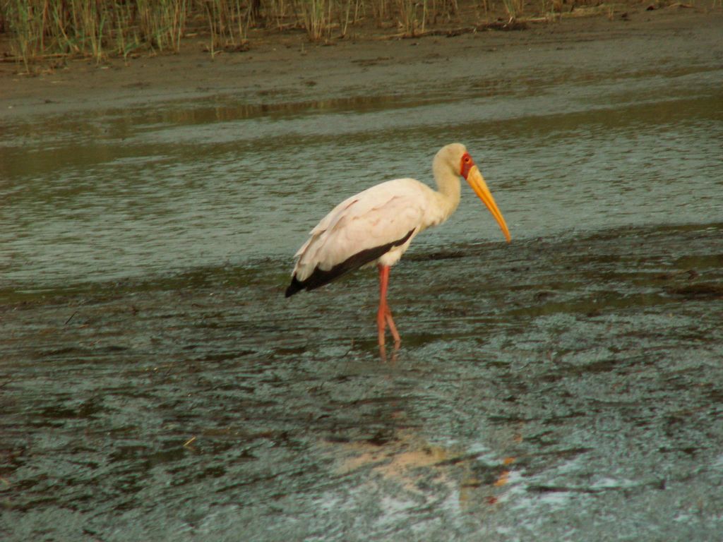 ST. LUCIA - een Afrikaanse Nimmerzat (yellow billed stork)