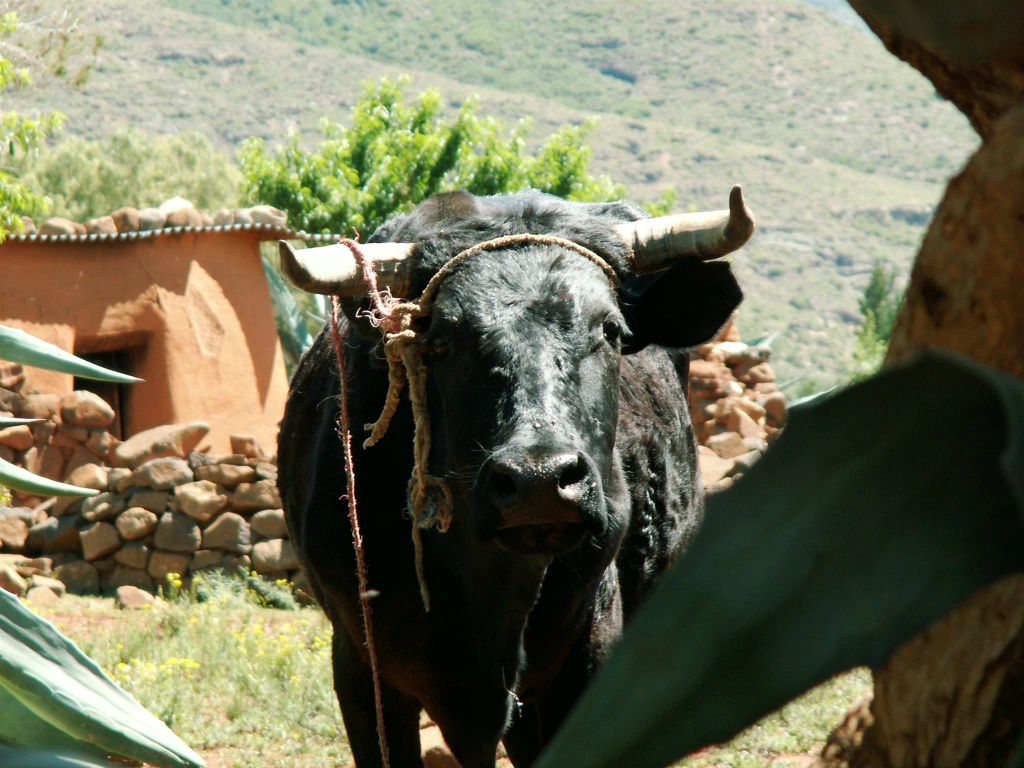 LESOTHO - een stier in een dorp