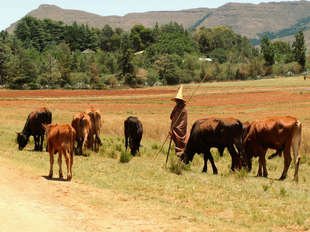 LESOTHO - een koeien herder