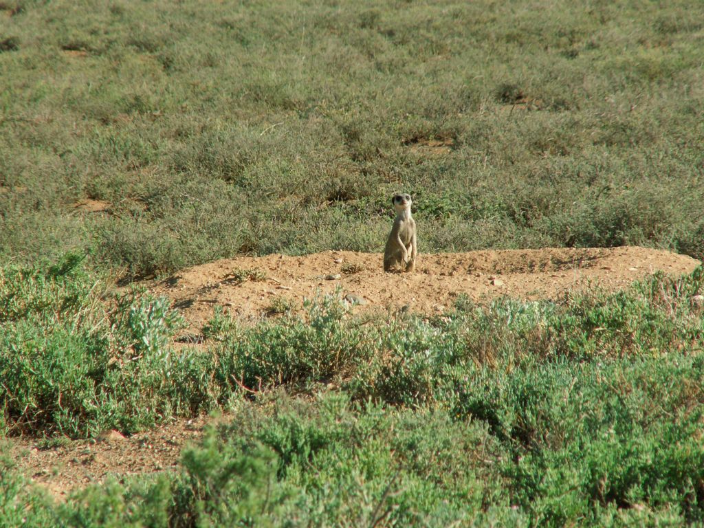 GRAAFF REINET (KAROO NATUUR RESERVAAT) - een stokstaartje