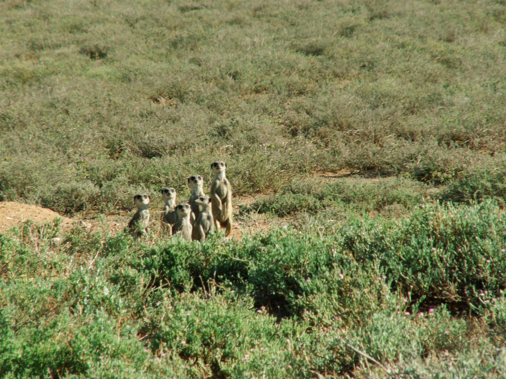 GRAAFF REINET (KAROO NATUUR RESERVAAT) - een groep stokstaartjes