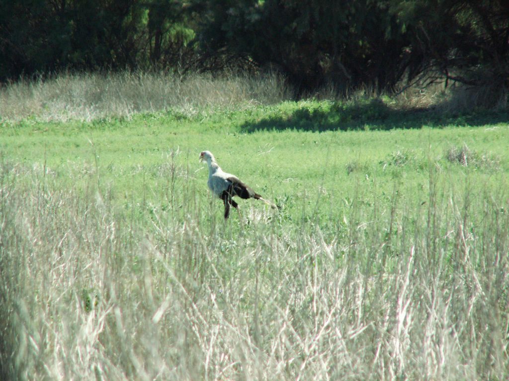 GRAAFF REINET (KAROO NATUUR RESERVAAT) - een secretarisvogel
