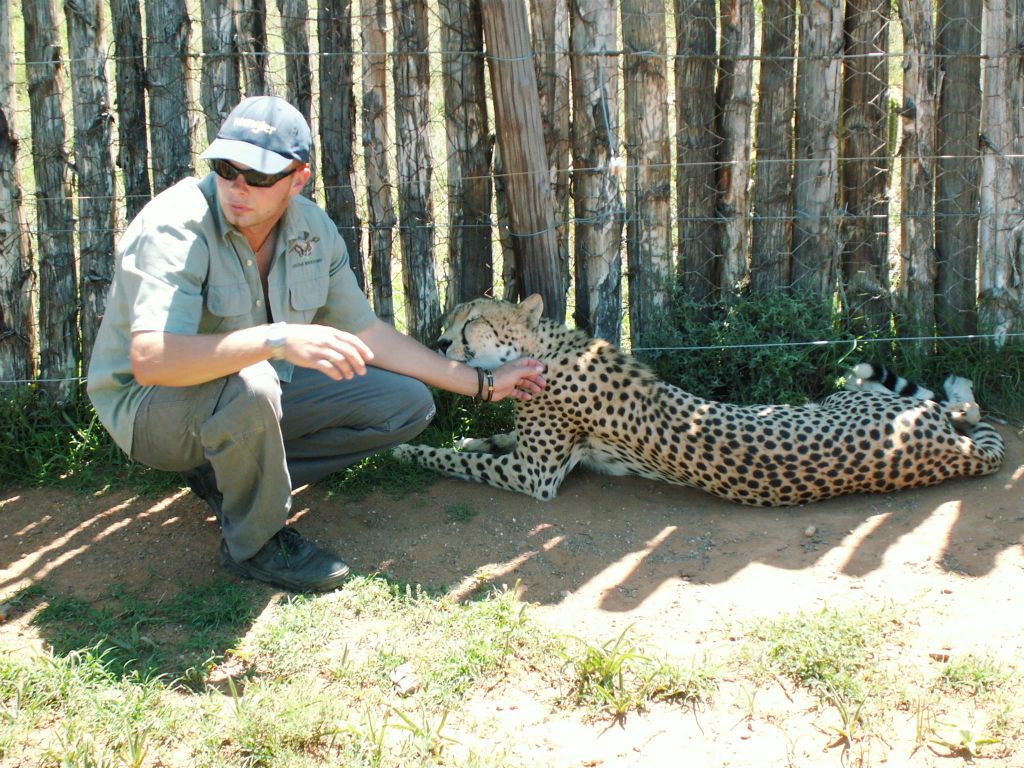 een verzorger bij een cheetah