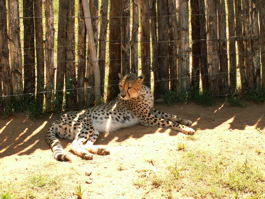 een cheetah