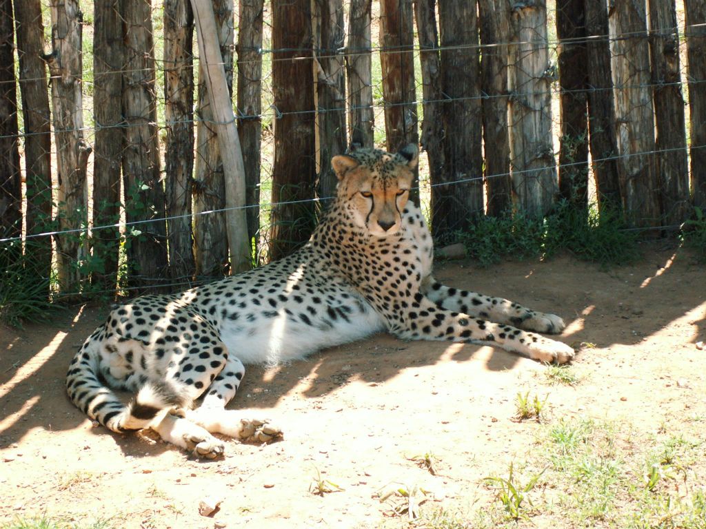 een cheetah