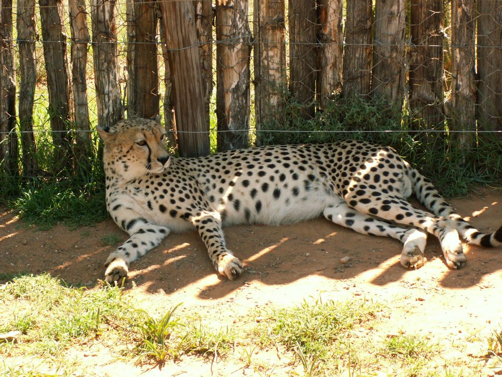 een cheetah