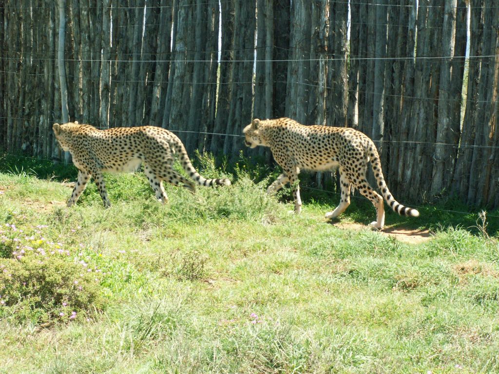 twee cheetahs