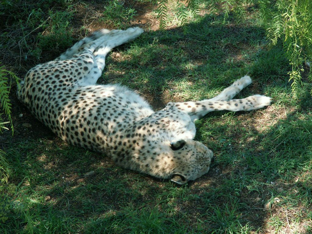 een cheetah