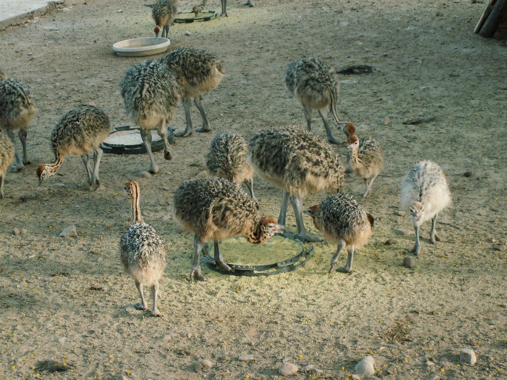OUDTSHOORN - jonge struisvogels bij de Cango Ostrich Farm