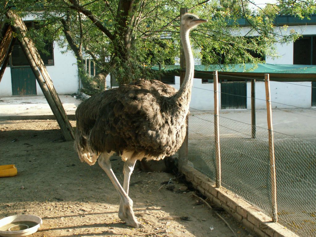 OUDTSHOORN - een vrouwtjes struisvogel bij de Cango Ostrich Farm