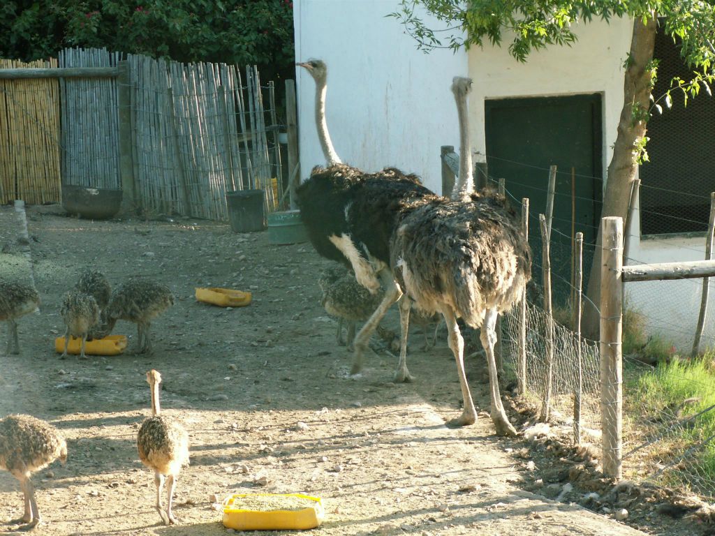 OUDTSHOORN - enkele struisvogels bij de Cango Ostrich Farm