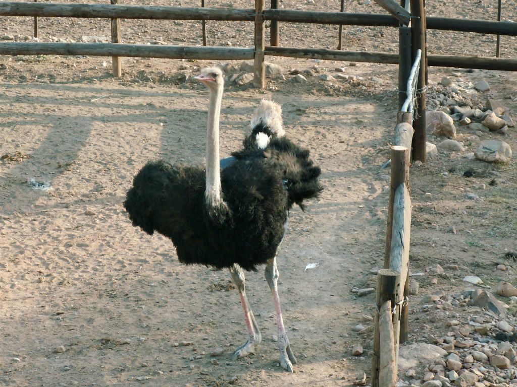 OUDTSHOORN - een mannetjes struisvogel bij de Cango Ostrich Farm