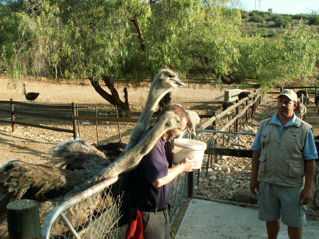 OUDTSHOORN - Carlos die struisvogels aan het voeren is bij de Cango Ostrich Farm