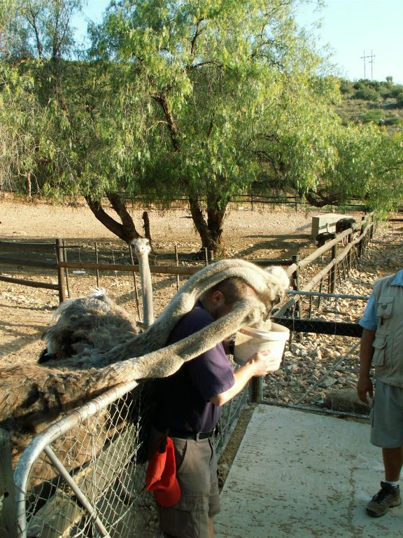 OUDTSHOORN - Carlos die struisvogels aan het voeren is bij de Cango Ostrich Farm