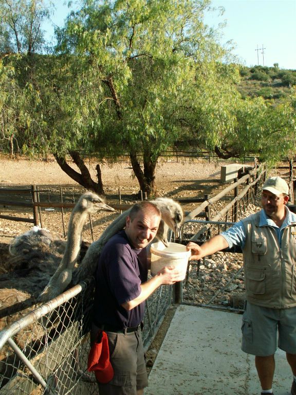 OUDTSHOORN - Carlos die struisvogels aan het voeren is bij de Cango Ostrich Farm