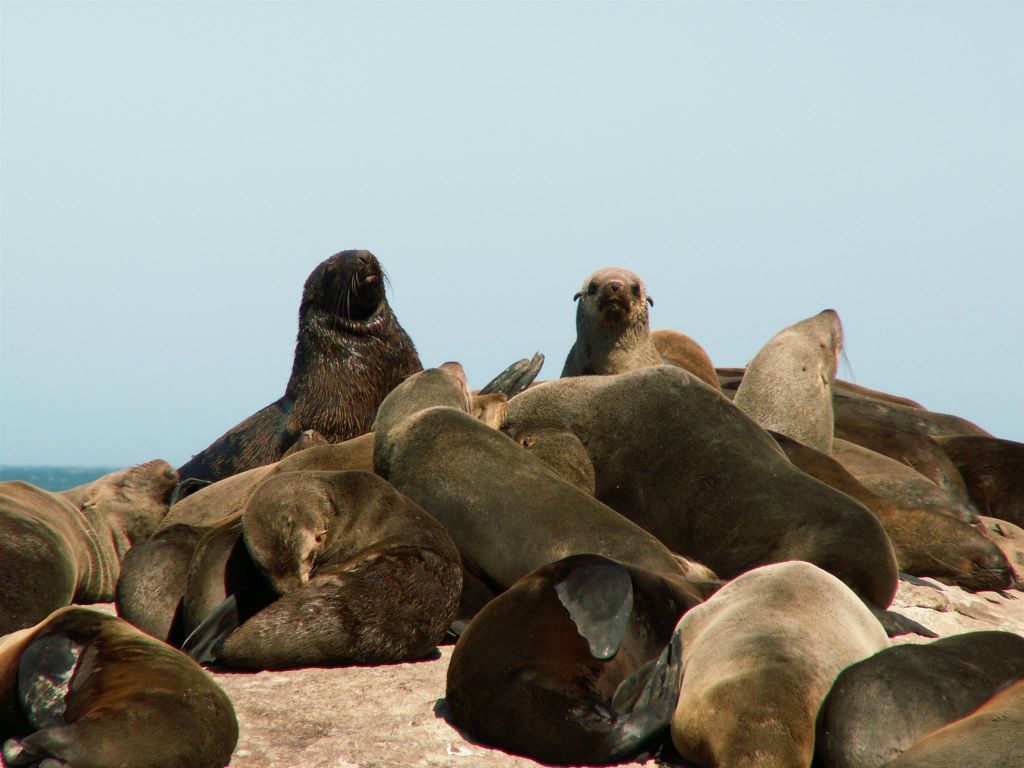 KAAPSTAD - een robbenkolonie bij Duikereiland