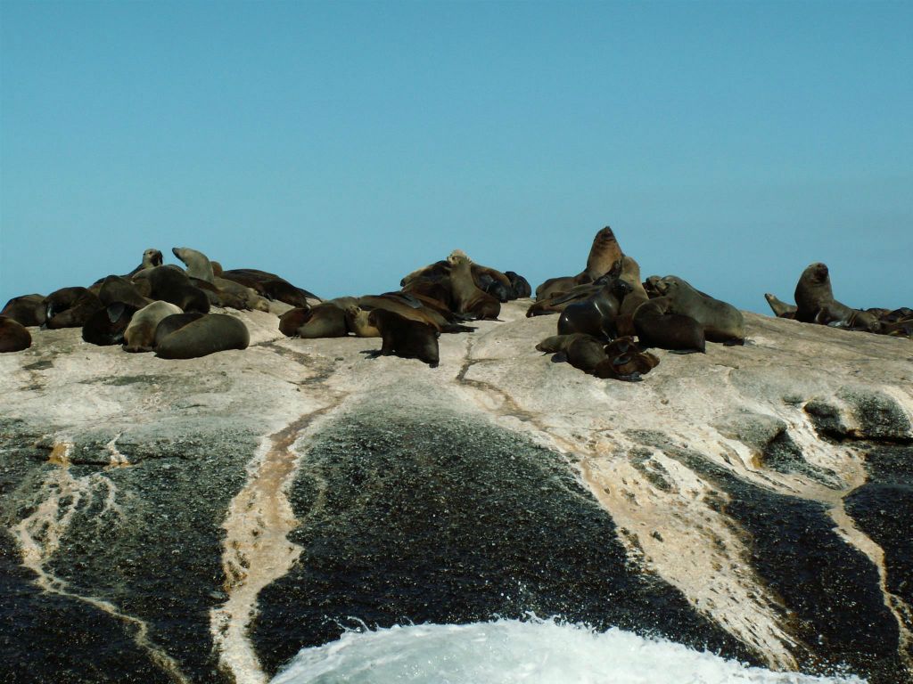 KAAPSTAD - een robbenkolonie bij Duikereiland