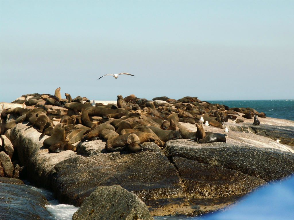 KAAPSTAD - een robbenkolonie bij Duikereiland