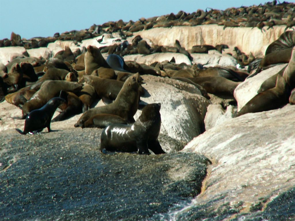 KAAPSTAD - een robbenkolonie bij Duikereiland