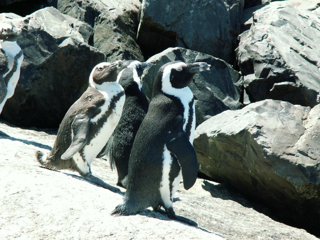 KAAPSTAD - enkele pinguins bij Kaap de Goede Hoop