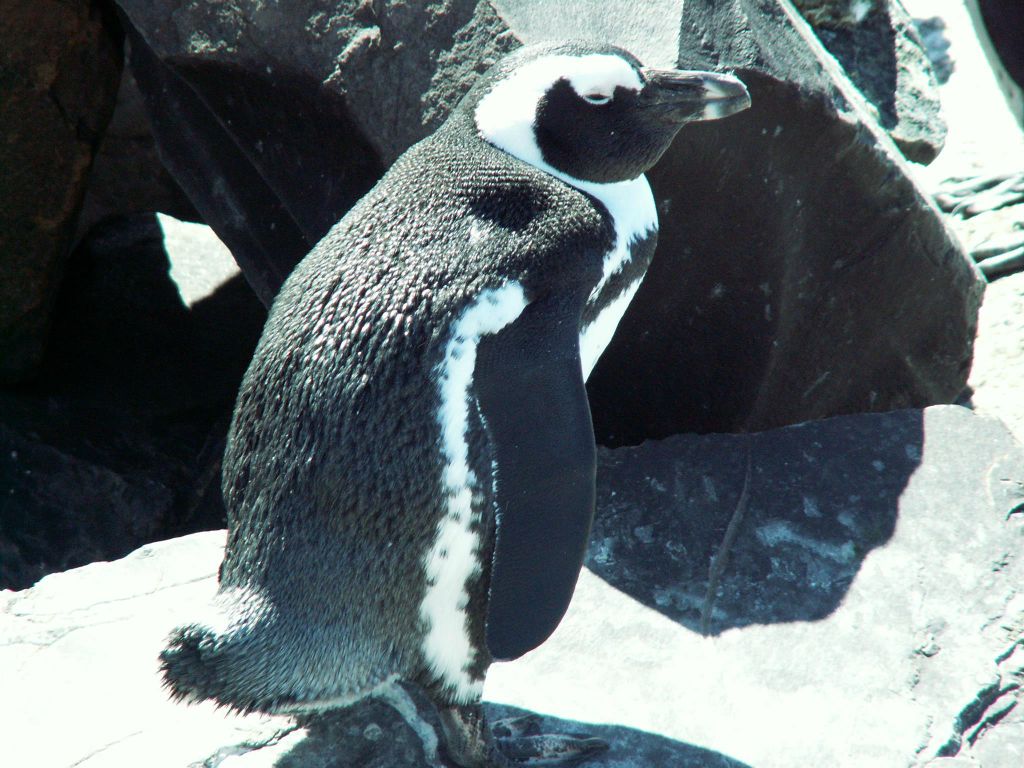 KAAPSTAD - een pinguin bij Kaap de Goede Hoop