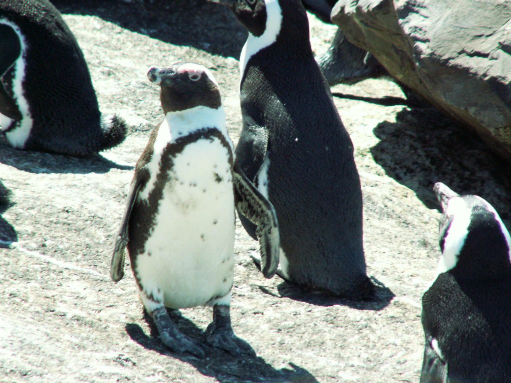 KAAPSTAD - enkele pinguins bij Kaap de Goede Hoop