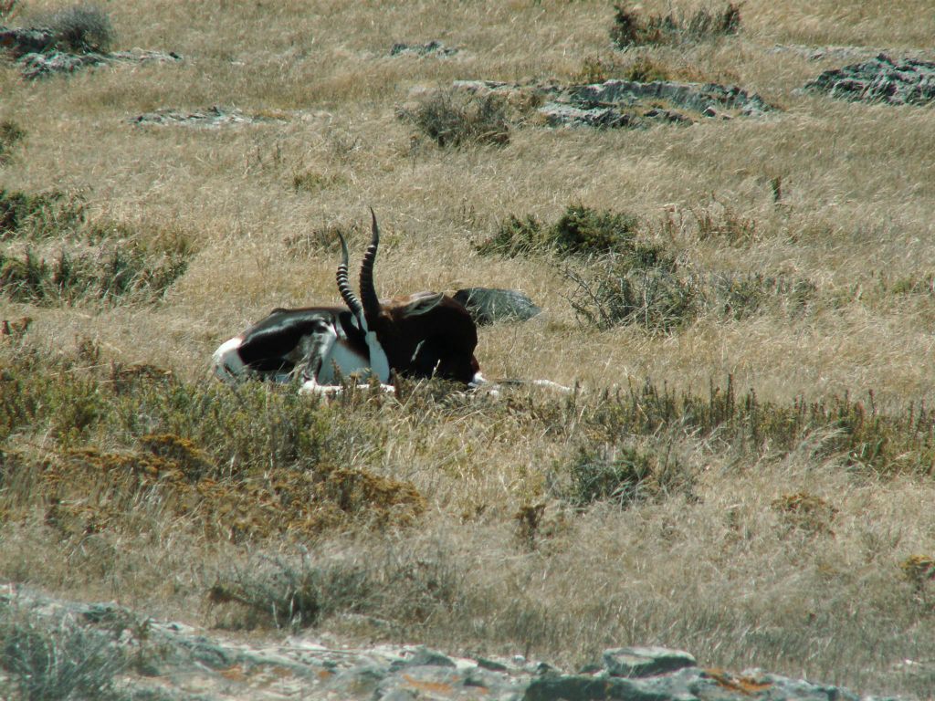 KAAPSTAD - een bok op Robbeneiland