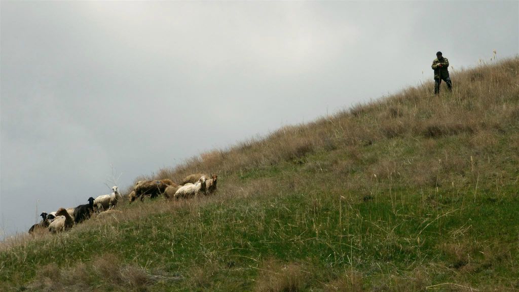 VAGHATIN - een schaapsherder met schapen