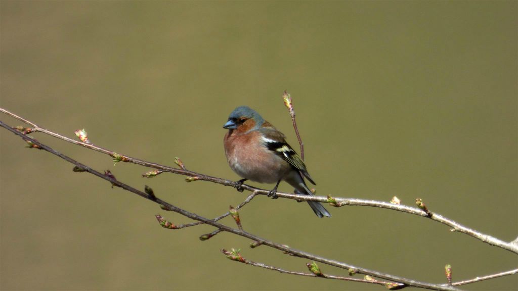 DILIJAN - een vink bij het Parz meer in het Dilijan National Park