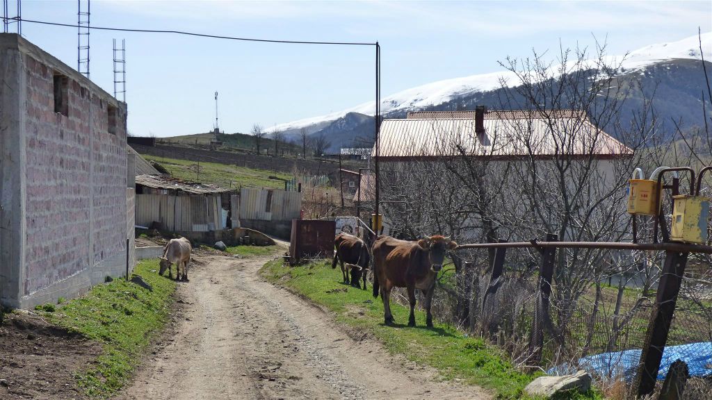 FIOLETOVO - drie koeien in het dorp met Russische Molokanen