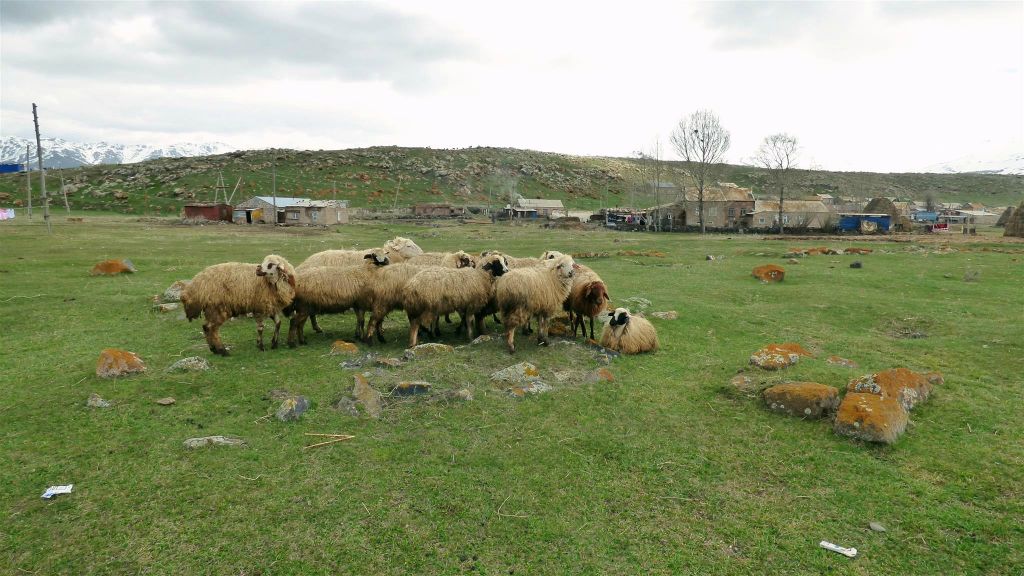 RYA TAZA - enkele schapen op een oude begraafplaats