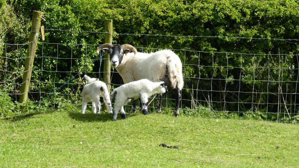 STREEDAGH - een schaap met twee lammetjes