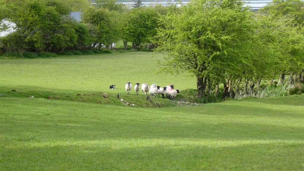 STREEDAGH - een bordercollie bij Atlantic Sheepdogs die schapen drijft