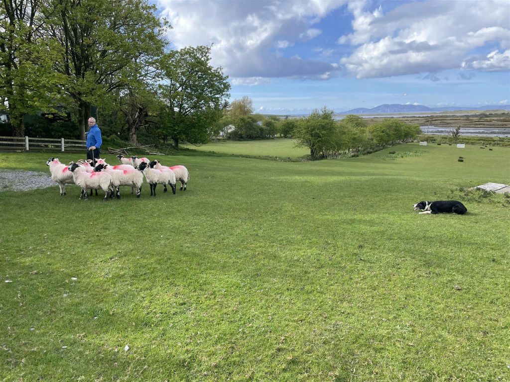 STREEDAGH - de schaapsherder Martin met zijn kudde schapen bij Atlantic Sheepdogs