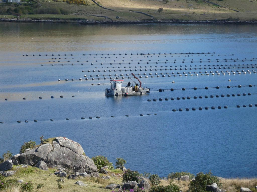CONNEMARA - een boot bij enkele rijen met mosseltonnen bij de gletsjerford Killary Harbour