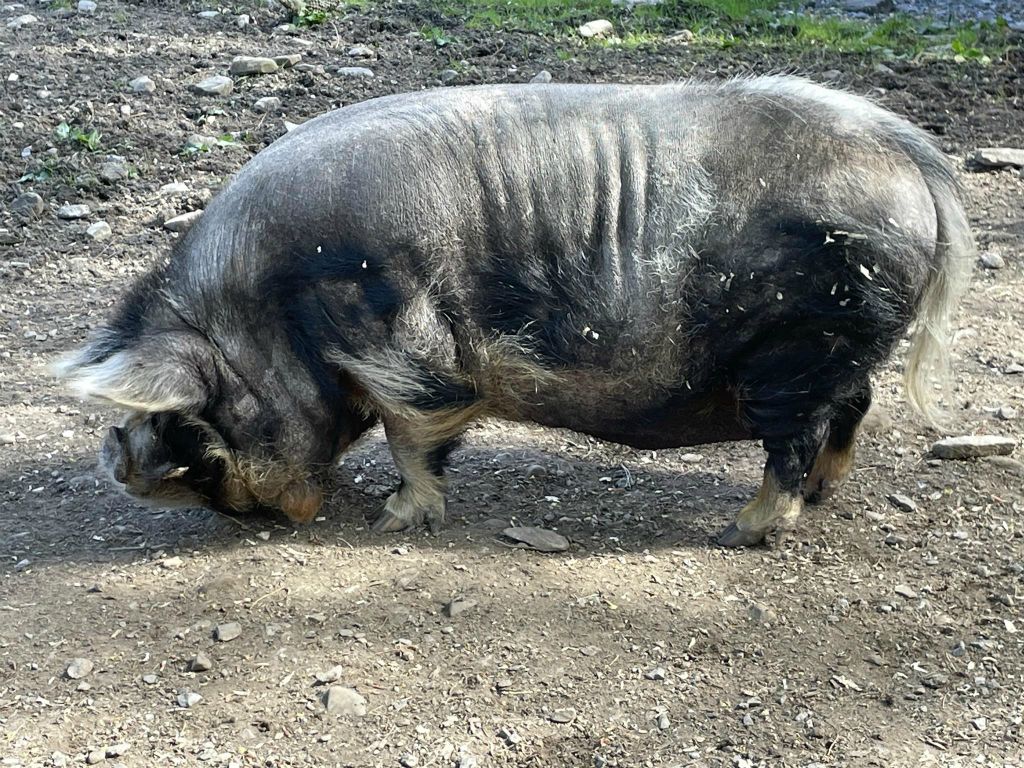 LETTERFRACK -  een kunekune varken bij Kylemore Abbey