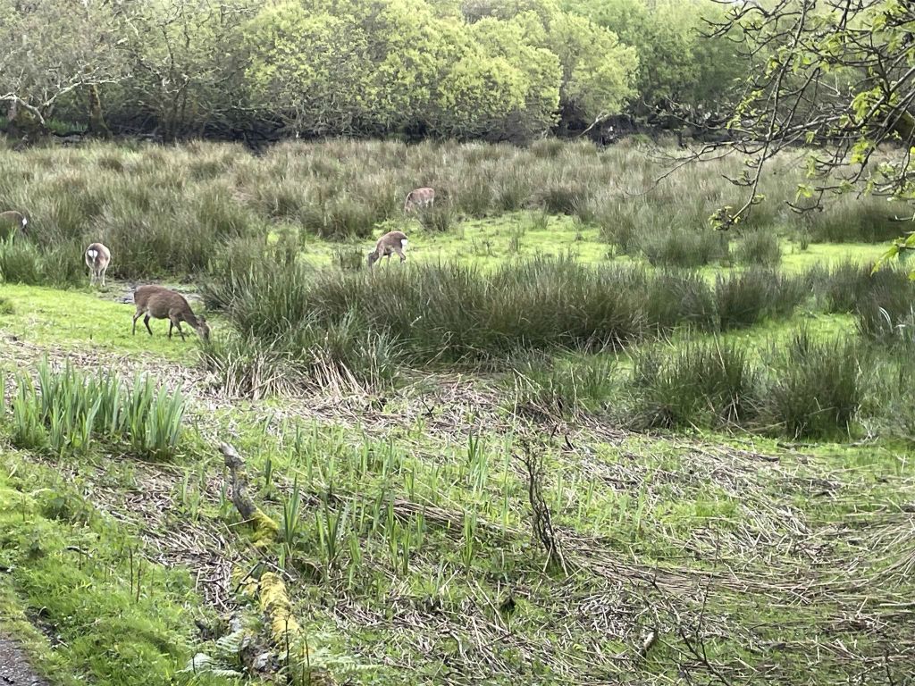 KILLARNEY - een paar herten onderweg tijdens de koetstocht door het Killarney National Park