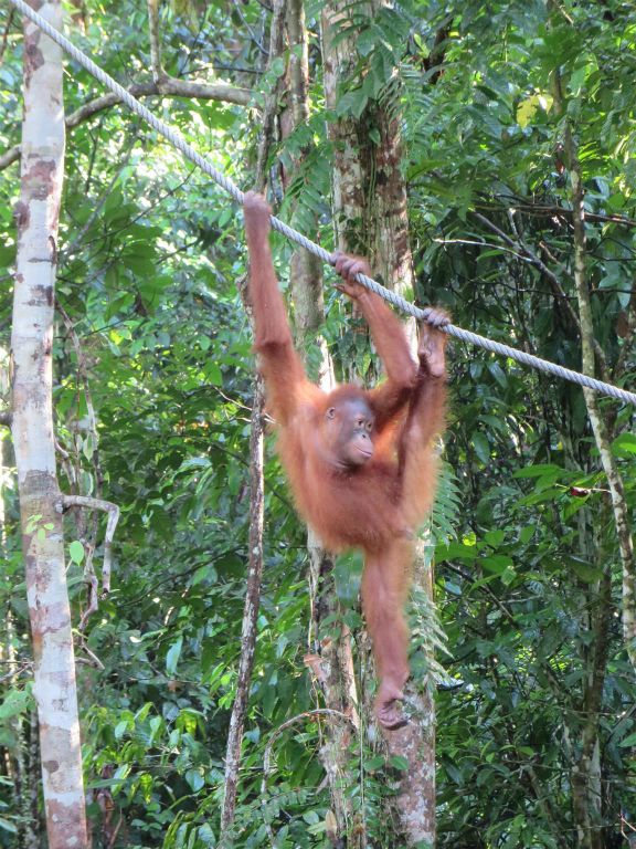 SEMENGGOH WILDLIFE CENTRE - een rehabilitatiecentrum voor orang oetans