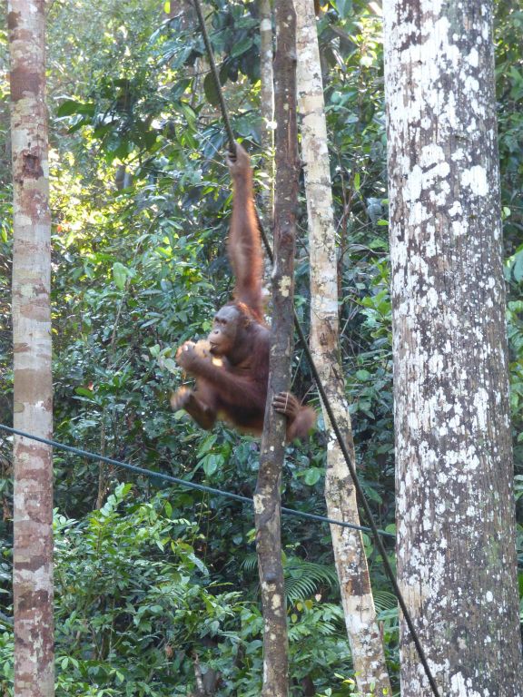 SEMENGGOH WILDLIFE CENTRE - een rehabilitatiecentrum voor orang oetans