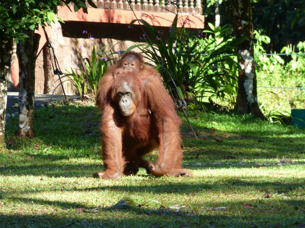SEMENGGOH WILDLIFE CENTRE - een rehabilitatiecentrum voor orang oetans
