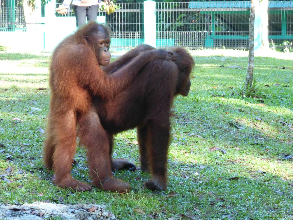 SEMENGGOH WILDLIFE CENTRE - een rehabilitatiecentrum voor orang oetans