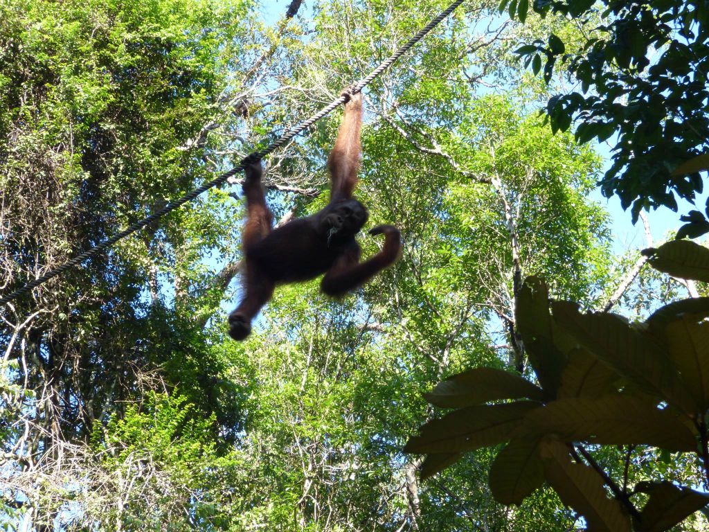 SEMENGGOH WILDLIFE CENTRE - een rehabilitatiecentrum voor orang oetans