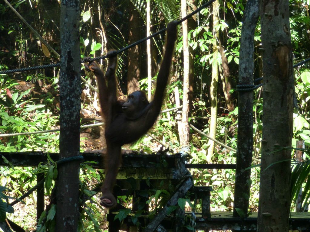 SEMENGGOH WILDLIFE CENTRE - een rehabilitatiecentrum voor orang oetans