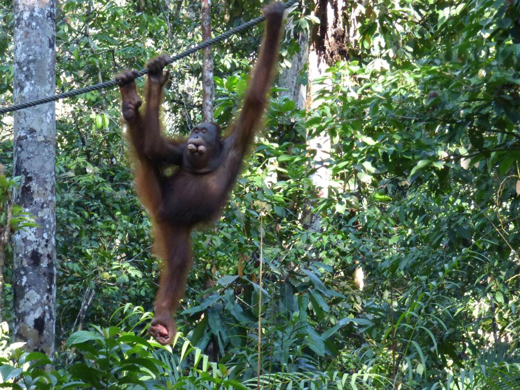SEMENGGOH WILDLIFE CENTRE - een rehabilitatiecentrum voor orang oetans