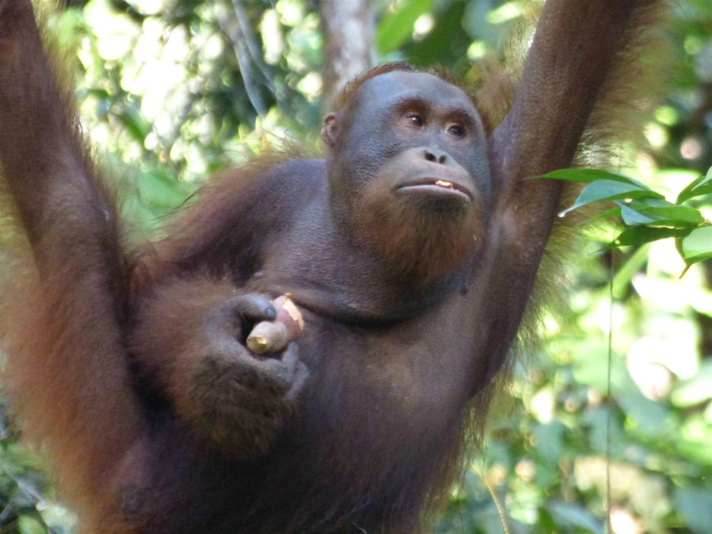 SEMENGGOH WILDLIFE CENTRE - een rehabilitatiecentrum voor orang oetans